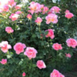 Meet your Posher, Norma